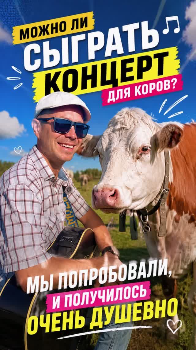 Можно ли сыграть концерт для коров? Мы попробовали, и получилось очень душевно