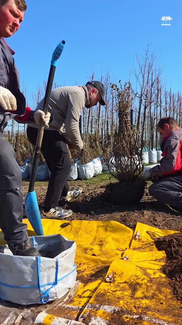 Посадка аронии в сумку в Туле