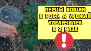 1 ст.л. И ПЕРЦЫ в миг пойдут в бурный рост и не будут болеть! Рабочая подкормка для сладкого перца