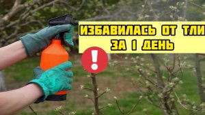 Вся ТЛЯ осыпаться если обработать НАРОДНЫМ СРЕДСТВОМ!