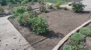 Ландшафтные работы продолжаются! Сюрприз от мужа!