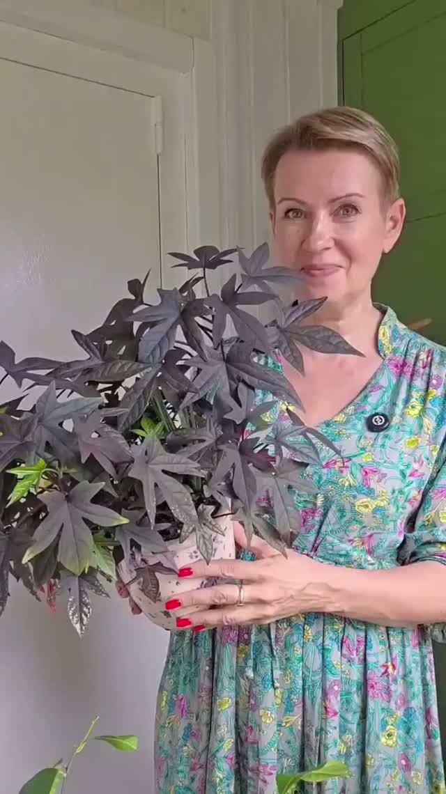 Есть такие растения, которые буквально притягивают клещей