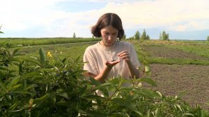 В Рязанской области собирают первый урожай жимолости