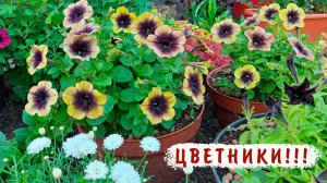Часть 1 Мои цветники на 5 июня. Петуния, пеларгония, львиный зев, катарантусы, плектрантусы и мн. др