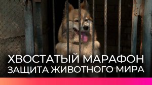 Шесть приютов Новгородской области объединил марафон добрых дел