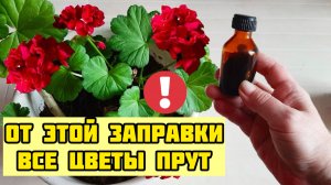 2 Бабушкиных метода: дать цветам подпитку в декабре. Завалят цветением герань и фиалка