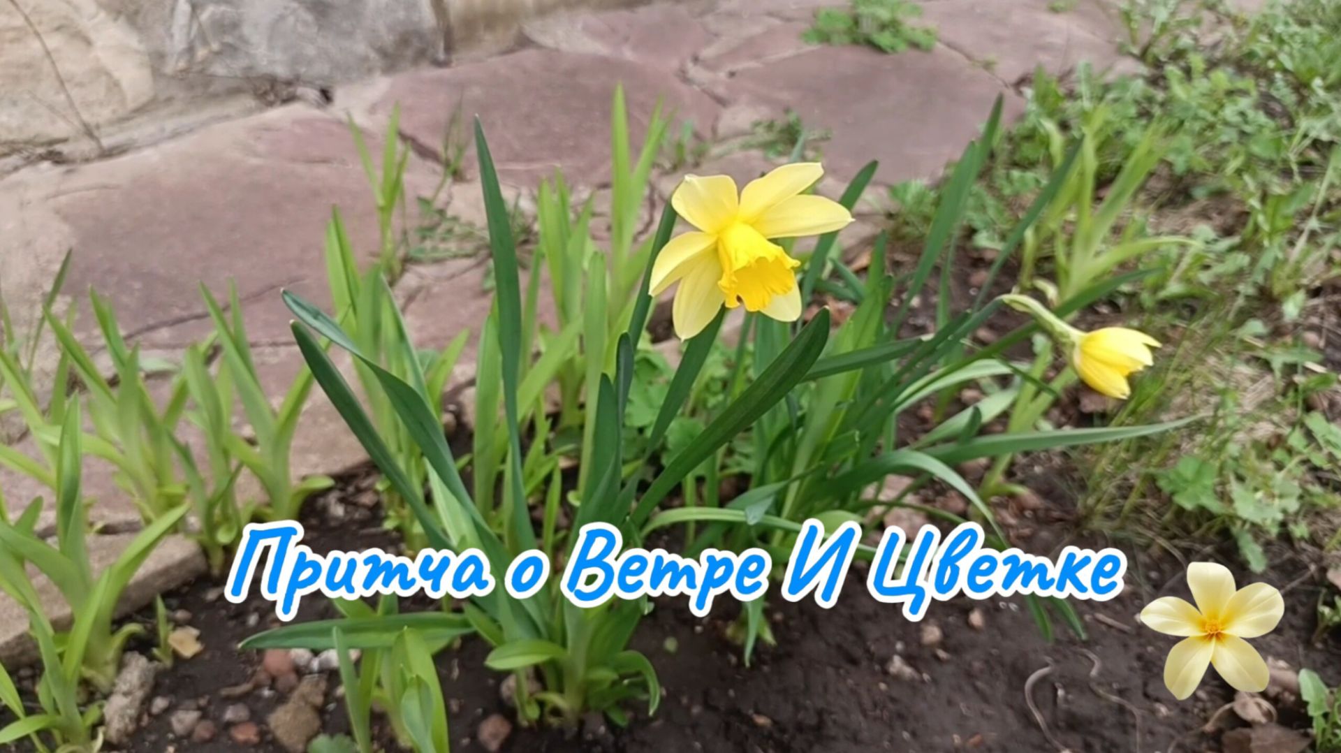 Притча о любви, силе и хрупкости. Ветер и Цветок #притчи #любовь #мудрость