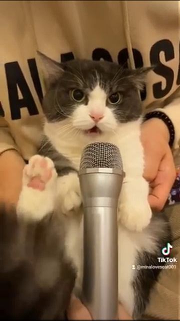 Кот - сирена 😄🤗