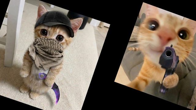 коты