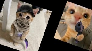 коты