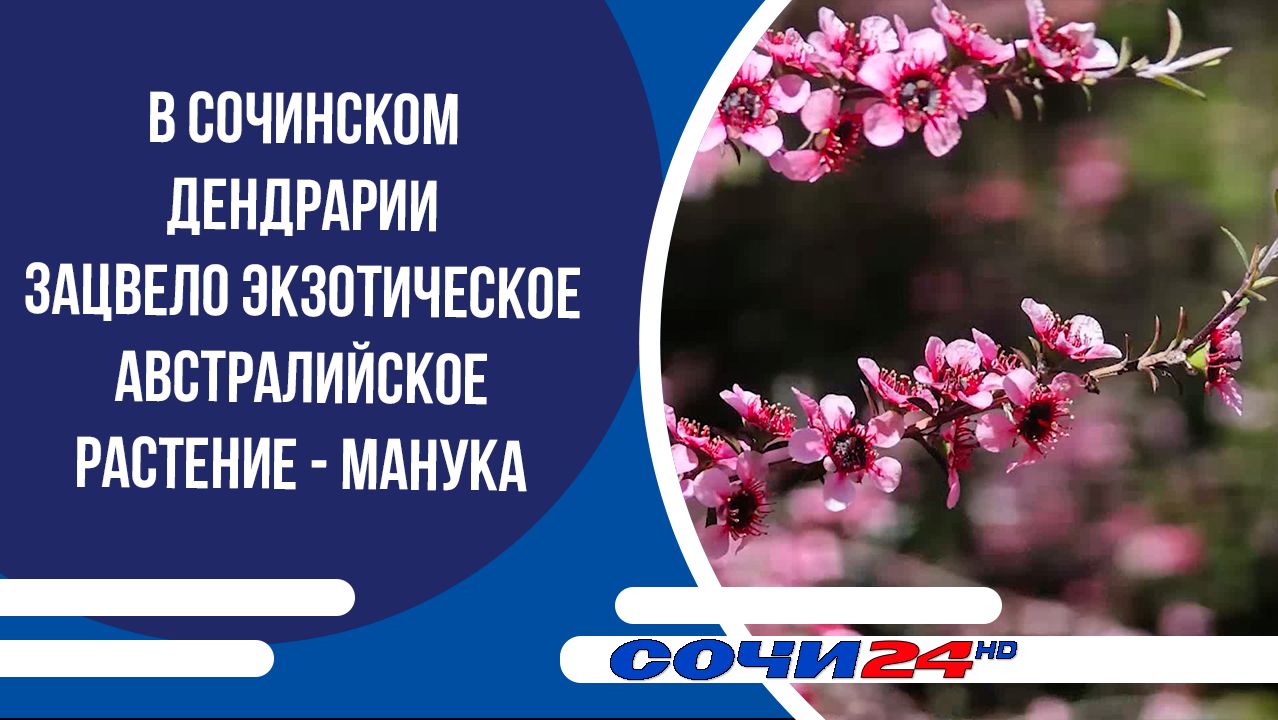 В Сочинском дендрарии зацвело экзотическое австралийское растение - манука
