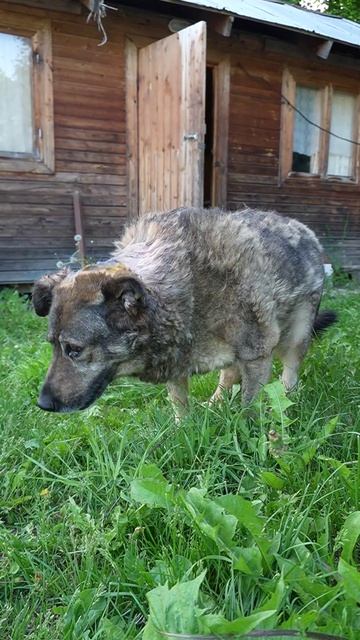 Найда на прогулке после операции: второй день реабилитации ☀️🐶❤️