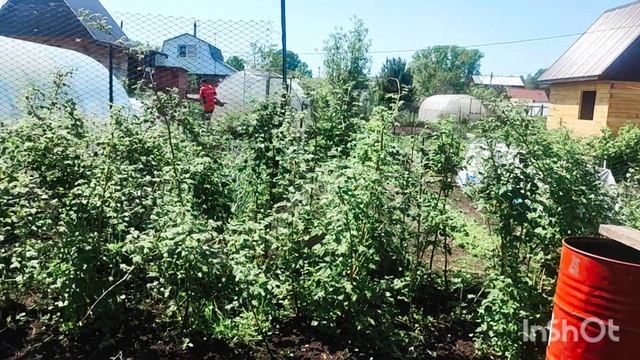 Мои выходные дни на саду. Я плаваю каждый день.