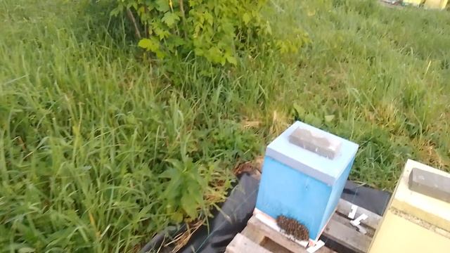 умные пчёлы смотреть онлайн