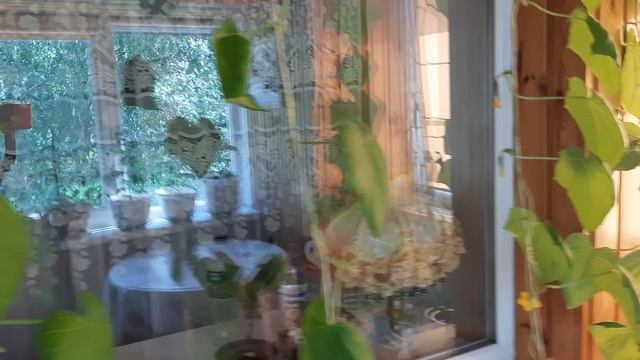 1000003718.mp4.     доброе утро  растишки АНАТОЛИЯ ВАСИЛИЧА