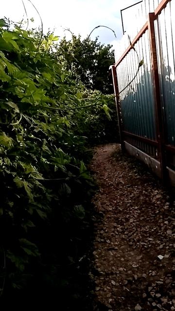 VID_20260610_180139.mp4
