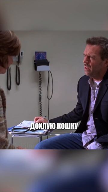 🍿 🎞️ Новая кошка 📽️