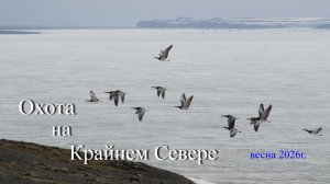 Охота на Крайнем Севере весна 2026г