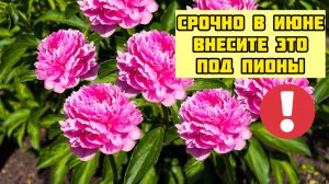 СРОЧНО В ИЮНЕ ВНЕСИТЕ ЭТО ПОД ПИОНЫ!