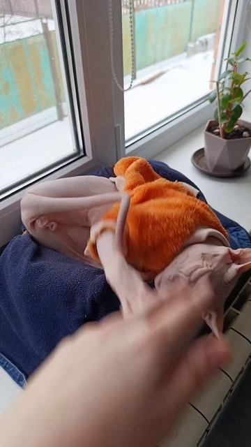 Кот - боксер