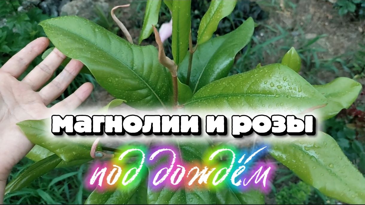 А у нас идёт дождь: Магнолии и Розы под дождём
