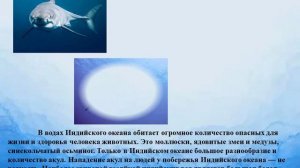 Чудеса и тайны океанов