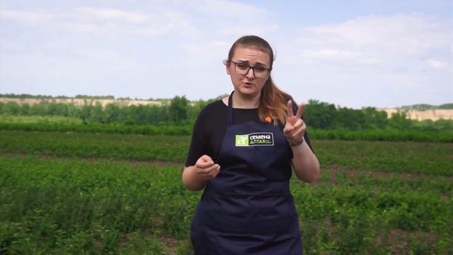 Жимолость. Как выбрать саженцы.