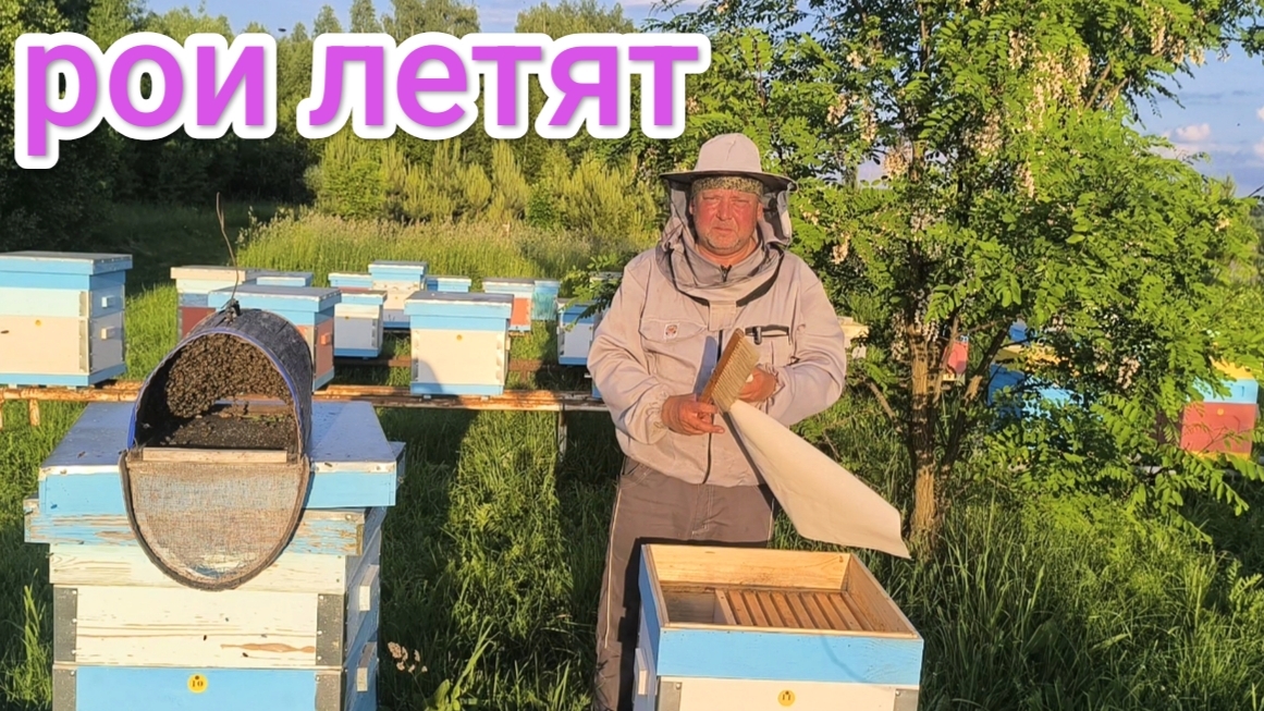 Как узнать что пчёлы хотят роиться. Пчеловодство Владимирской области. смотреть онлайн