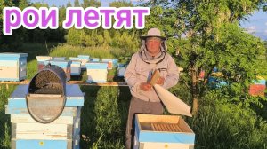 Как узнать что пчёлы хотят роиться. Пчеловодство Владимирской области.