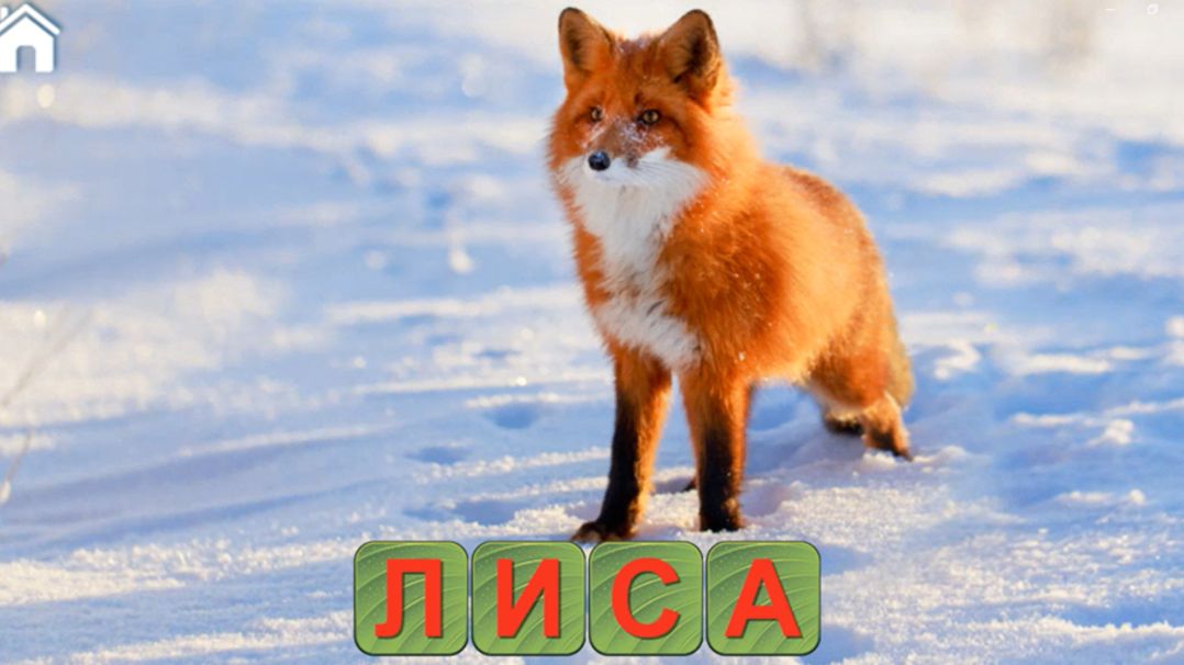 Читаем по слогам/Читаем по буквам для малышей/Изучаем животных/Тренируем память