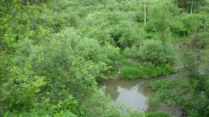 Пение птиц в лесу. Тайга, лес, папоротник, птицы, кролики, грибы. Птицы, послушайте. Красота природы