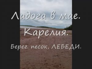 Ладога в мае. Берег, песок, лебеди.