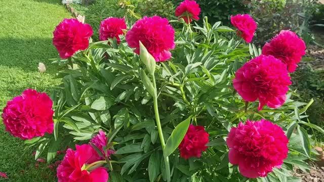 Нужен совет! Обрезка Флоксов шиловидных.🌸Прошёл ливень🌧.Пирожки с капустой. Ленобласть  09.06.26г.