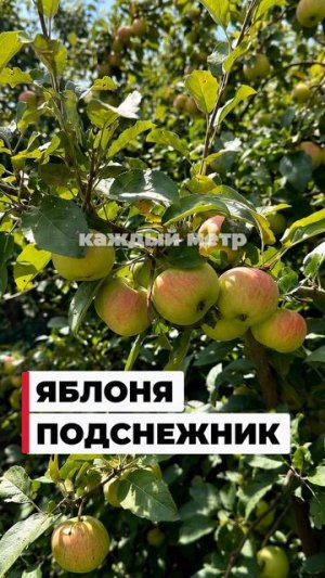 Топ-3 компактных яблони для маленького сада 🍎 Урожай без лестниц и гигантских деревьев