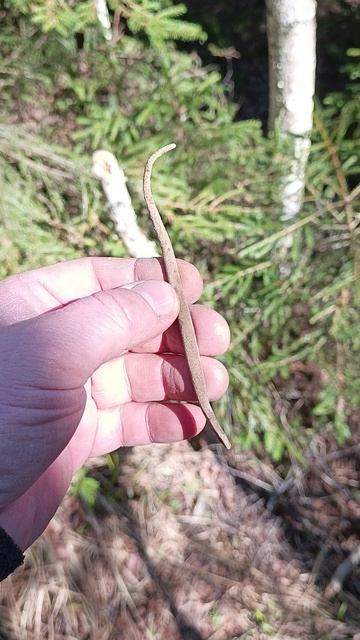 Нашли в кустах #shorts #находки #metaldetecting #древнятина #поискклада