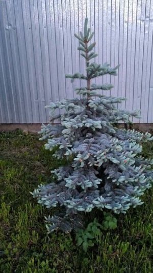 Голубая ель
