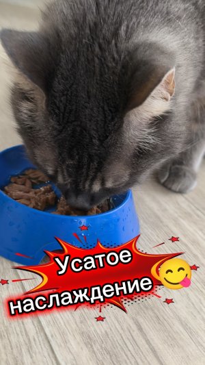 Хрустящий аппетит 😻