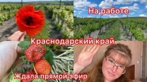 Купили дом. Привет с работы. Розы. Обработка винограда перед цветением. Отдыхаю.