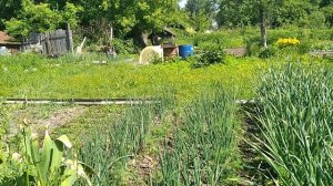 ПРИШЛА В ОГОРОД НАВОДИТЬ ПОРЯДКИ,ОТЛИЧНЫЙ СОРТ ЧЕСНОКА«БОГАТЫРЬ!🧄🧄🧄🧄🧄🧄🧄🧄🧄🧄🧄🧄🧄🧄🧄🧄🧄🧄