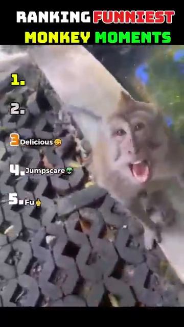 Ranking Funniest Monkey Moments Ever🤣🐒!