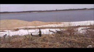 испытываю рогатку на пробиваемость о стекло часть 8