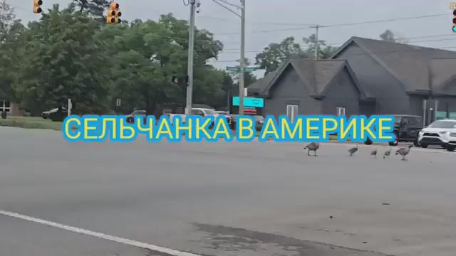ТАКОЕ МОЖНО УВИДЕТЬ ТОЛЬКО В АМЕРИКЕ