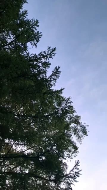 Лиственница смотреть онлайн
