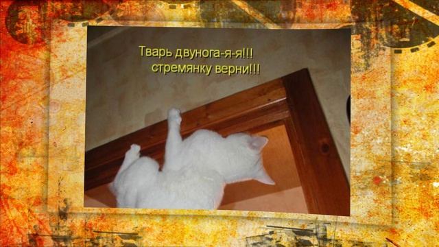 КотоМатрицы ! (3) смотреть онлайн