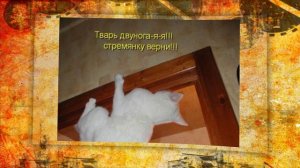 КотоМатрицы ! (3)