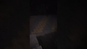 Маленький и милый ёжик 🦔🦔🦔! Видео от КИРГАН!