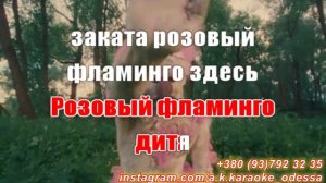 Розовый фламинго(AK)~___Cream Soda — Свиридова #караоке #подпишись #тренды #Kurkov @a.k.karaoke💖