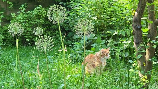 Коты июньский дебют. Cats June Debut