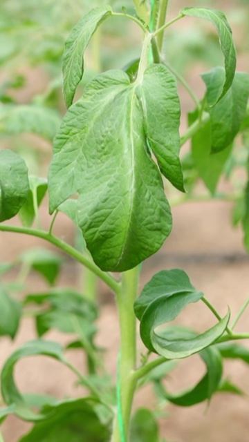 Картофельный лист у томата? 🍅