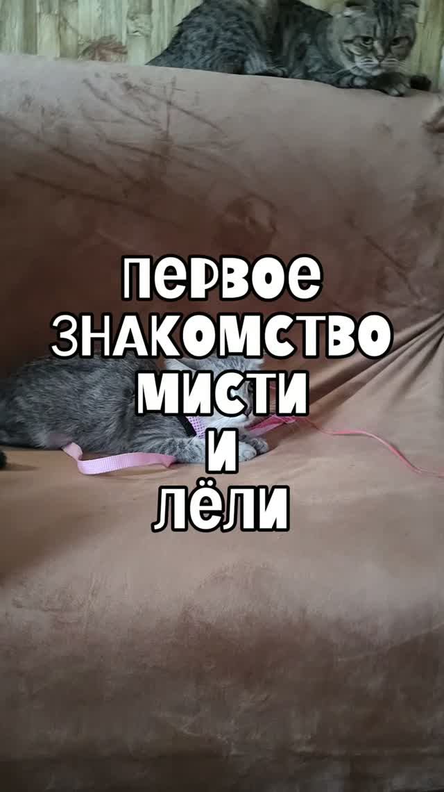 Первое знакомство Мисти и Лёли
